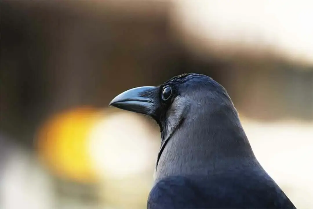 House Crow Head